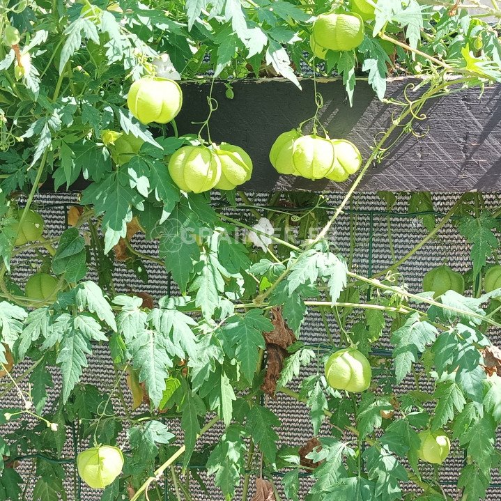 Petite vigne à ballon à graines de cœur, Cardiospermum halicacabum image